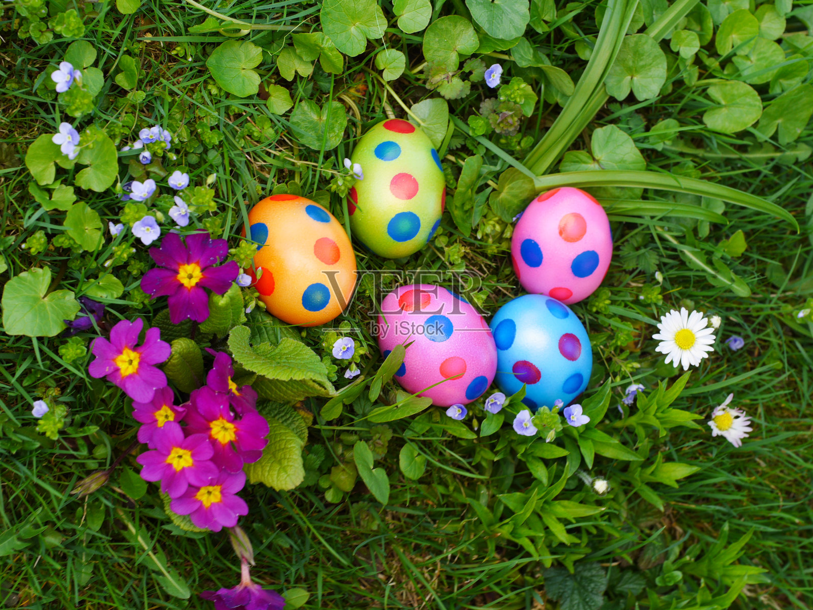 草地上紫色的报春花旁边画着复活节彩蛋照片摄影图片
