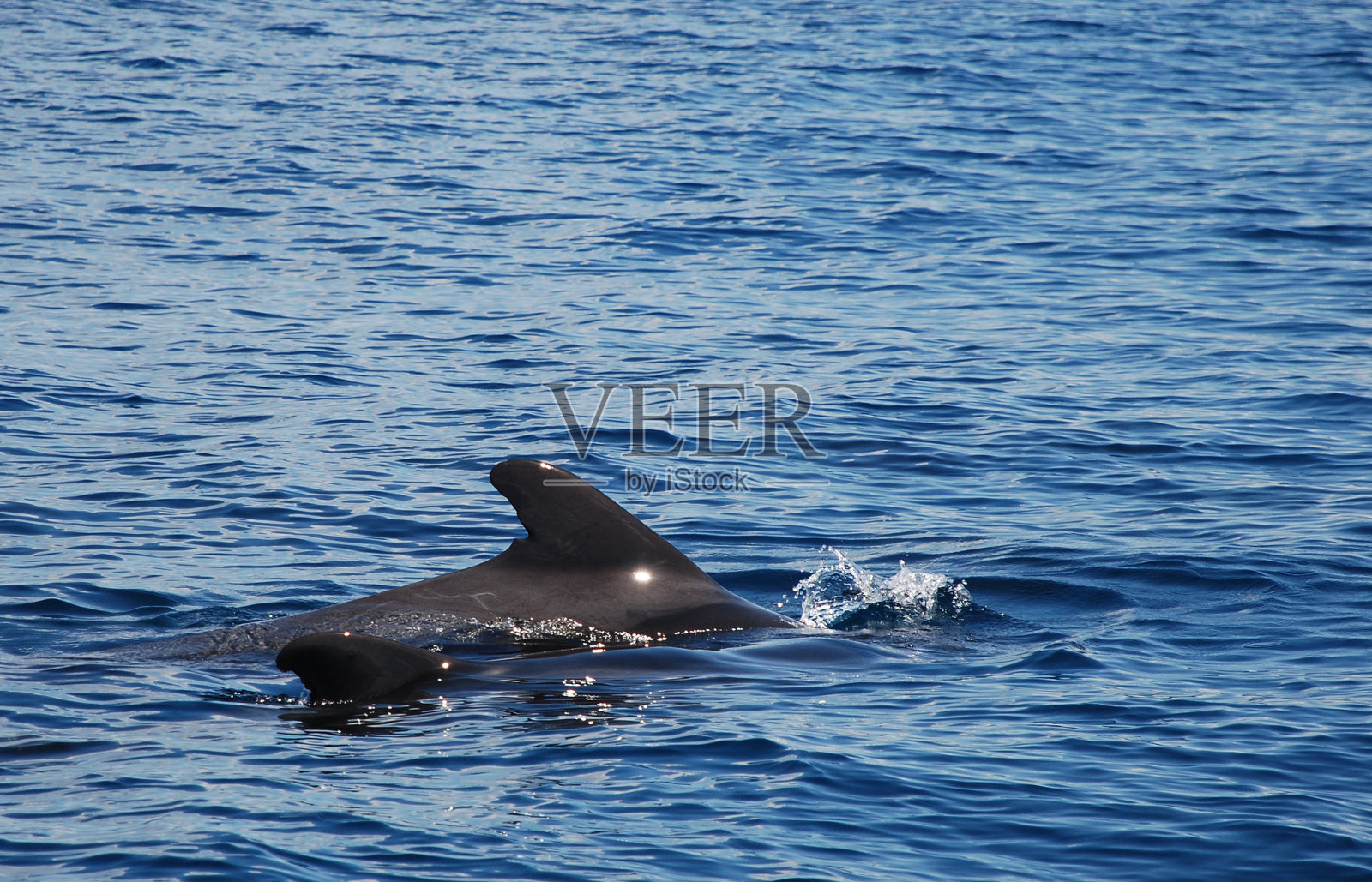领航鲸母子照片摄影图片