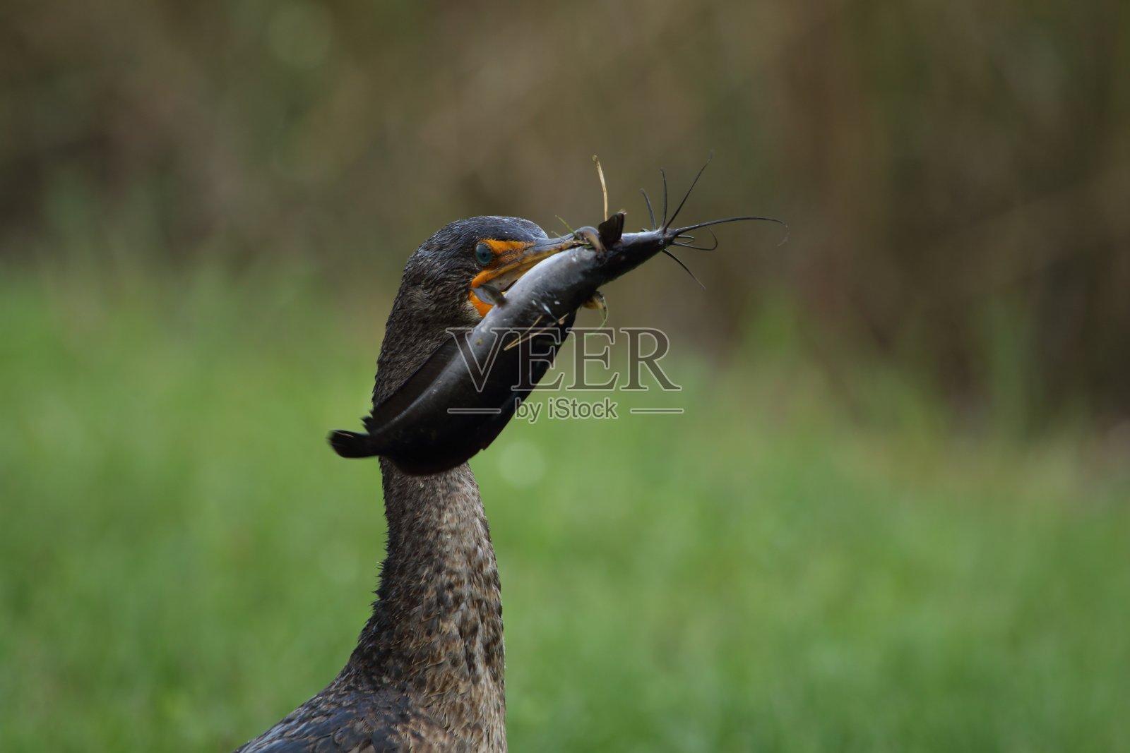 帕拉克罗科拉克斯奥里图斯照片摄影图片