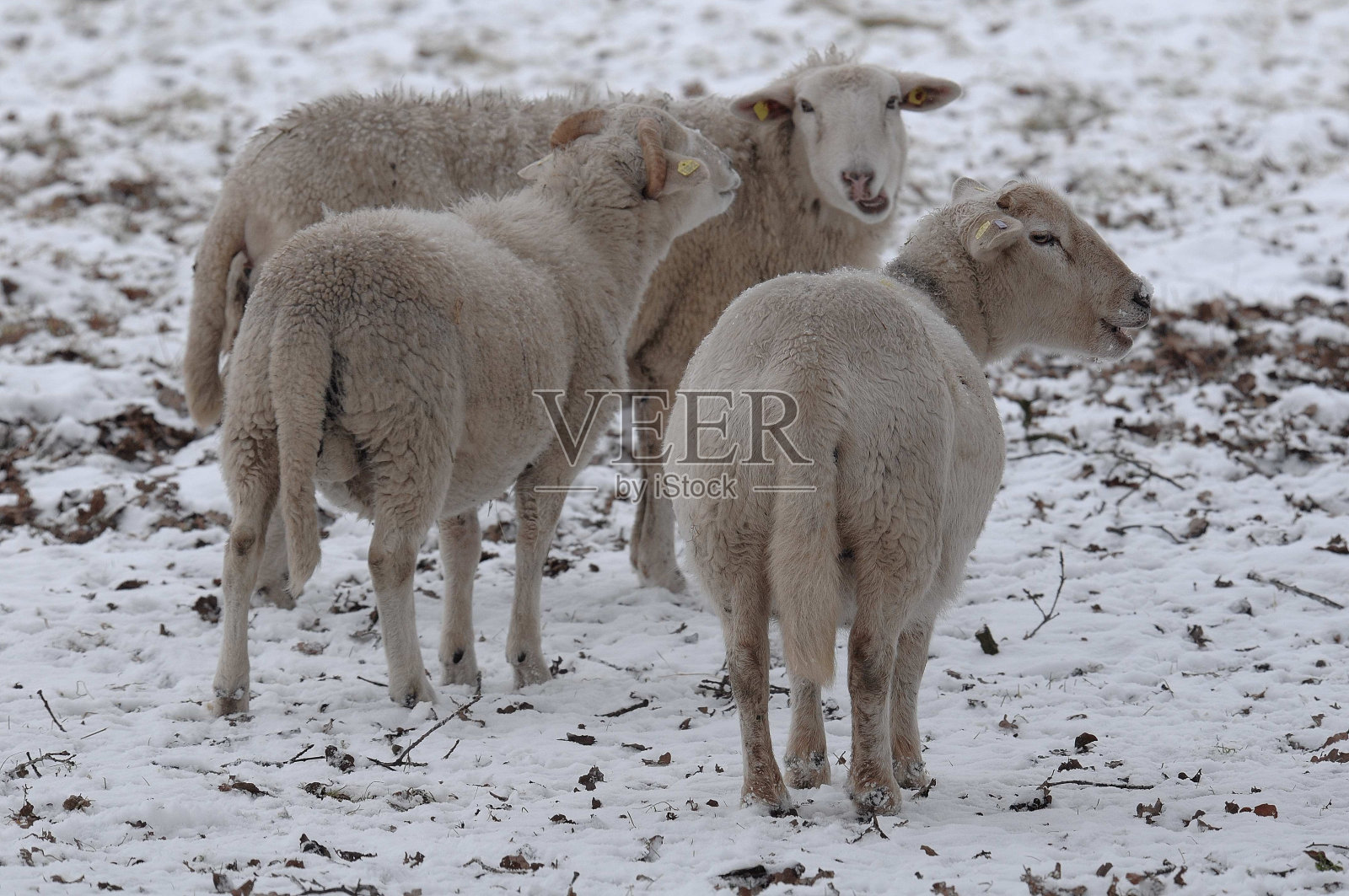 羊照片摄影图片