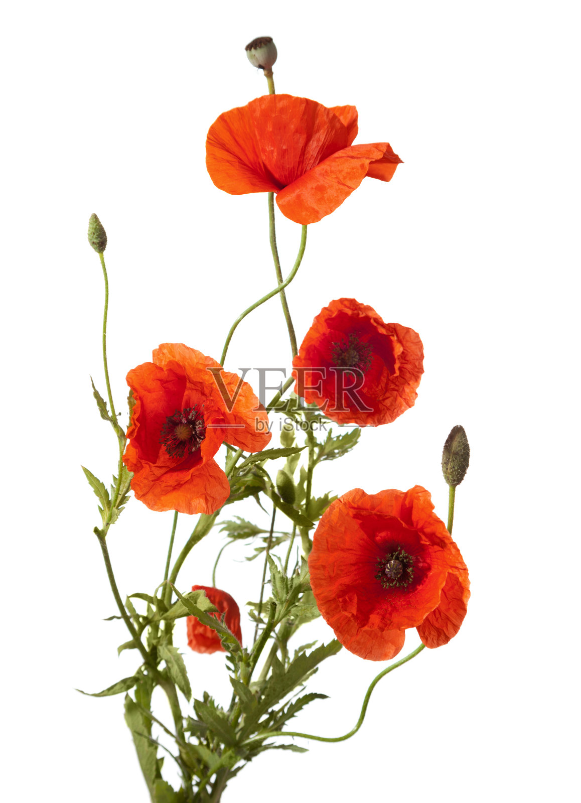 红色罂粟花照片摄影图片