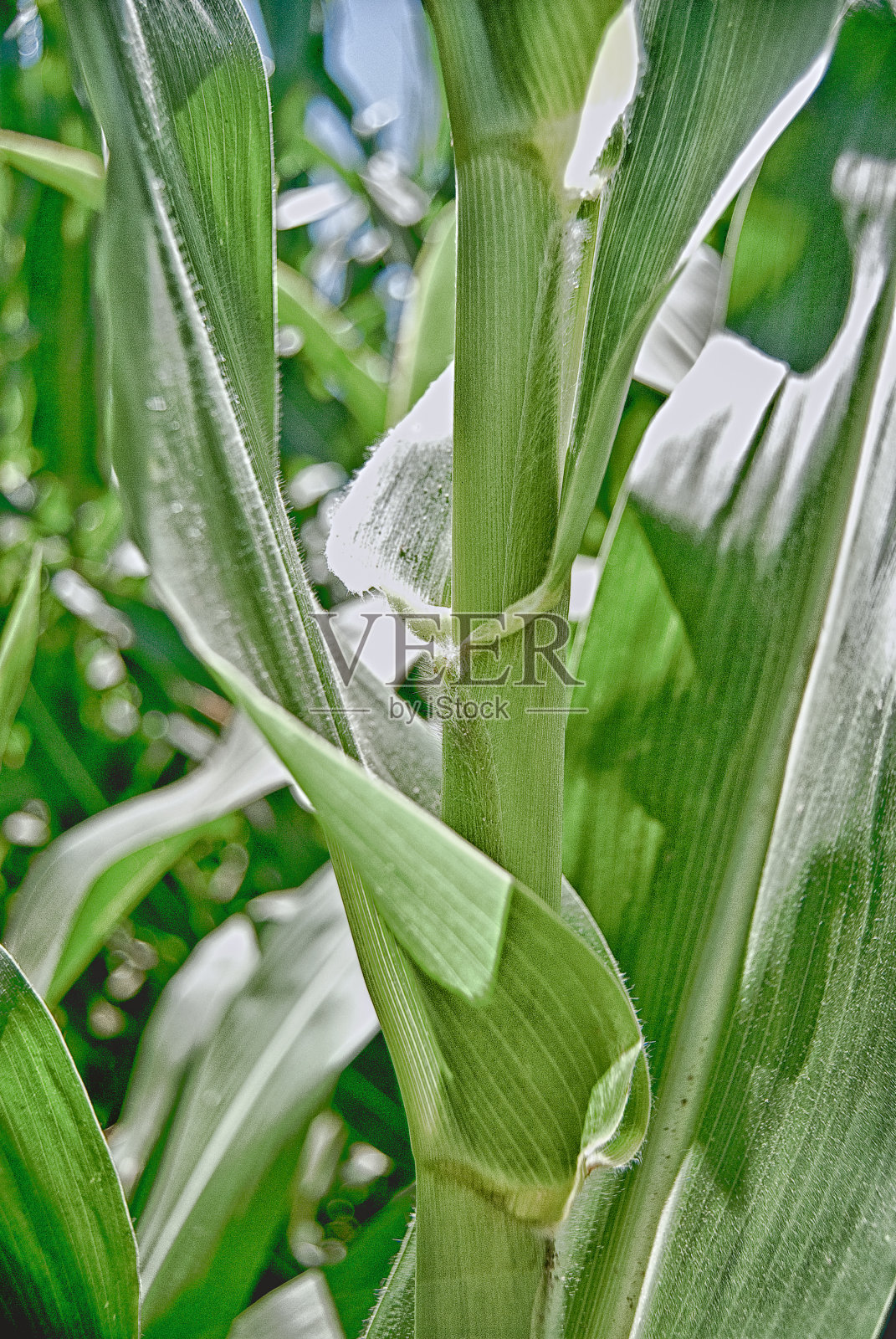 玉米秆特写镜头照片摄影图片