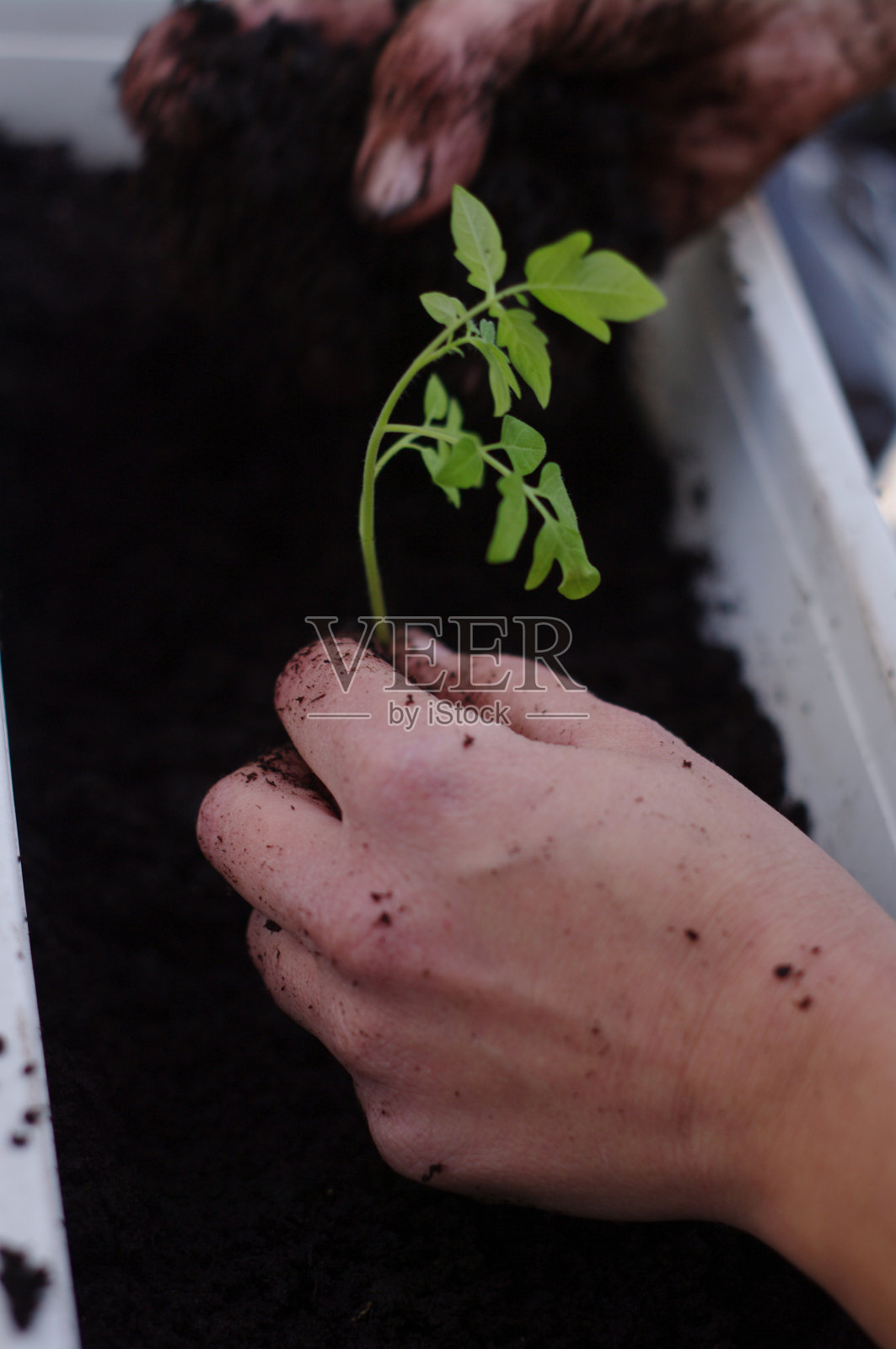 播种照片摄影图片