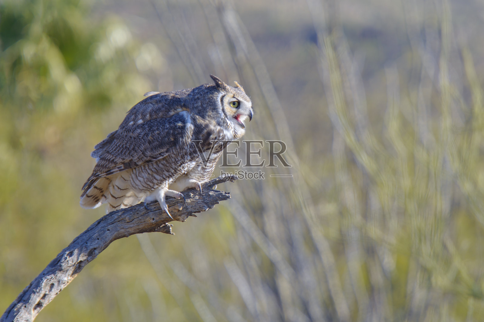 大角鸮照片摄影图片