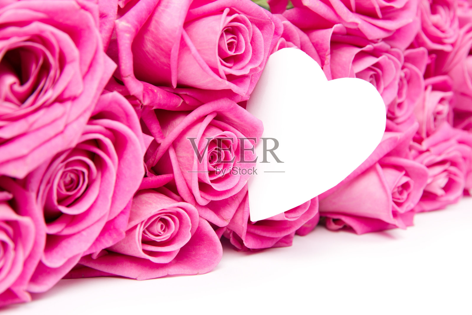 玫瑰花朵照片摄影图片