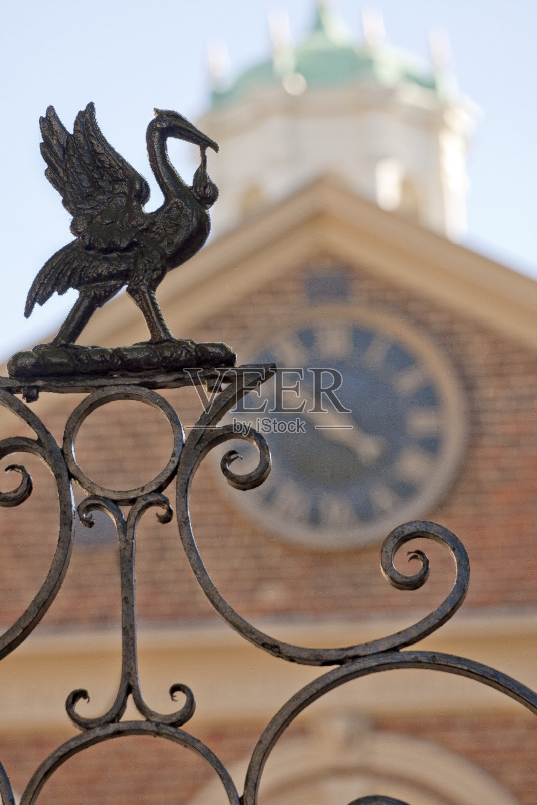 肝鸟图标照片摄影图片