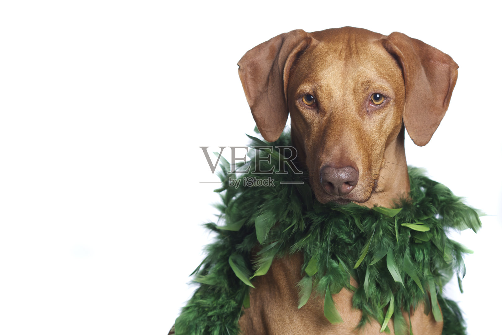 画室里的脊背狗照片摄影图片