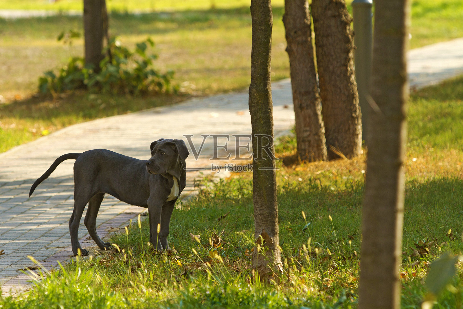 甘蔗Corso摆姿势寻找…照片摄影图片