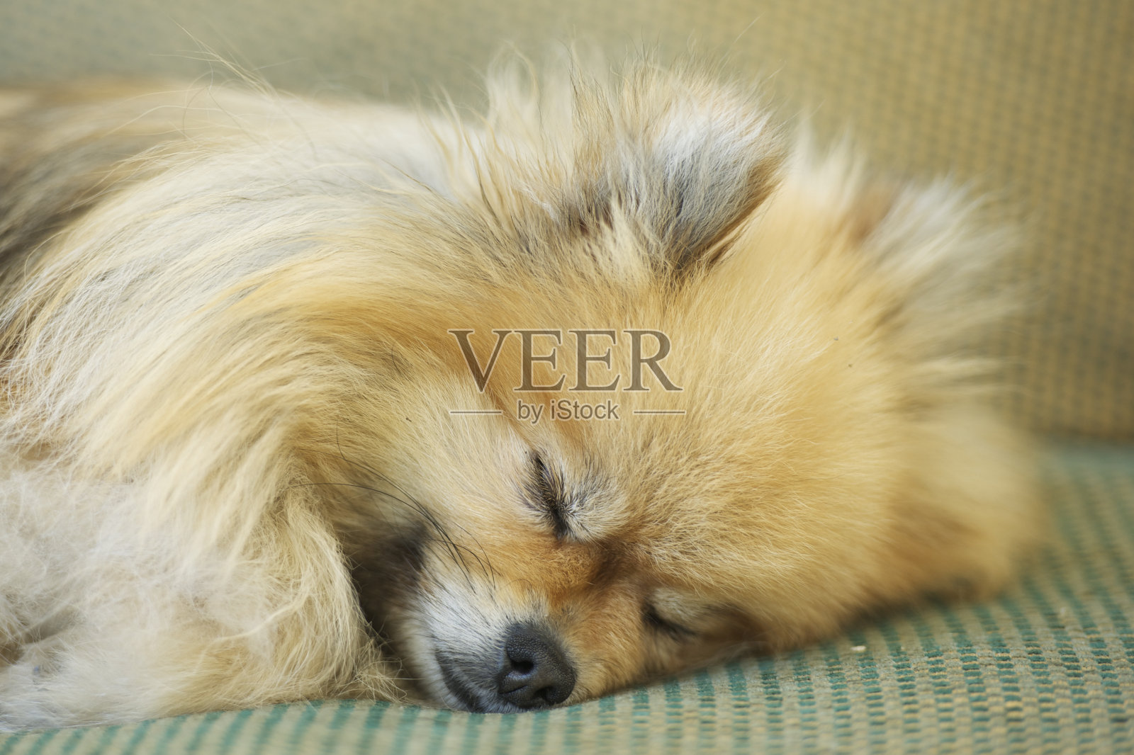 玩具Pom的狗照片摄影图片