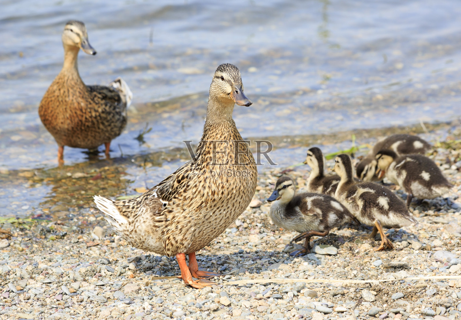 家族的鸭子照片摄影图片