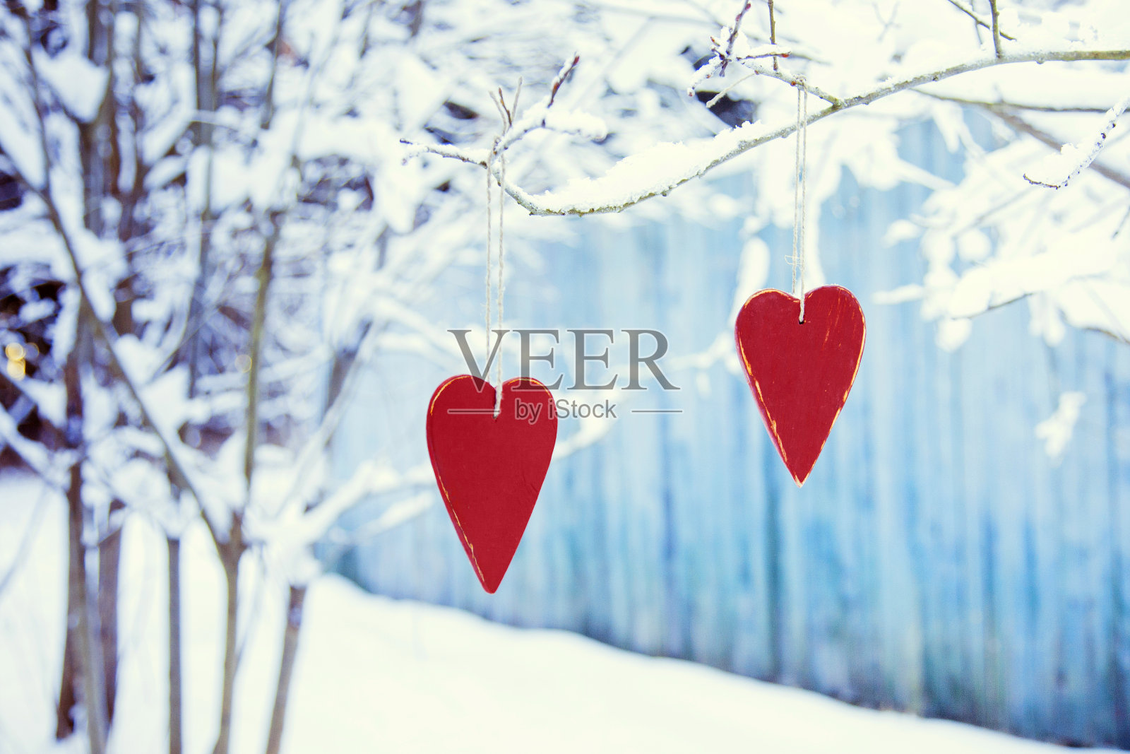 心形的情人节/圣诞节装饰挂在树上照片摄影图片