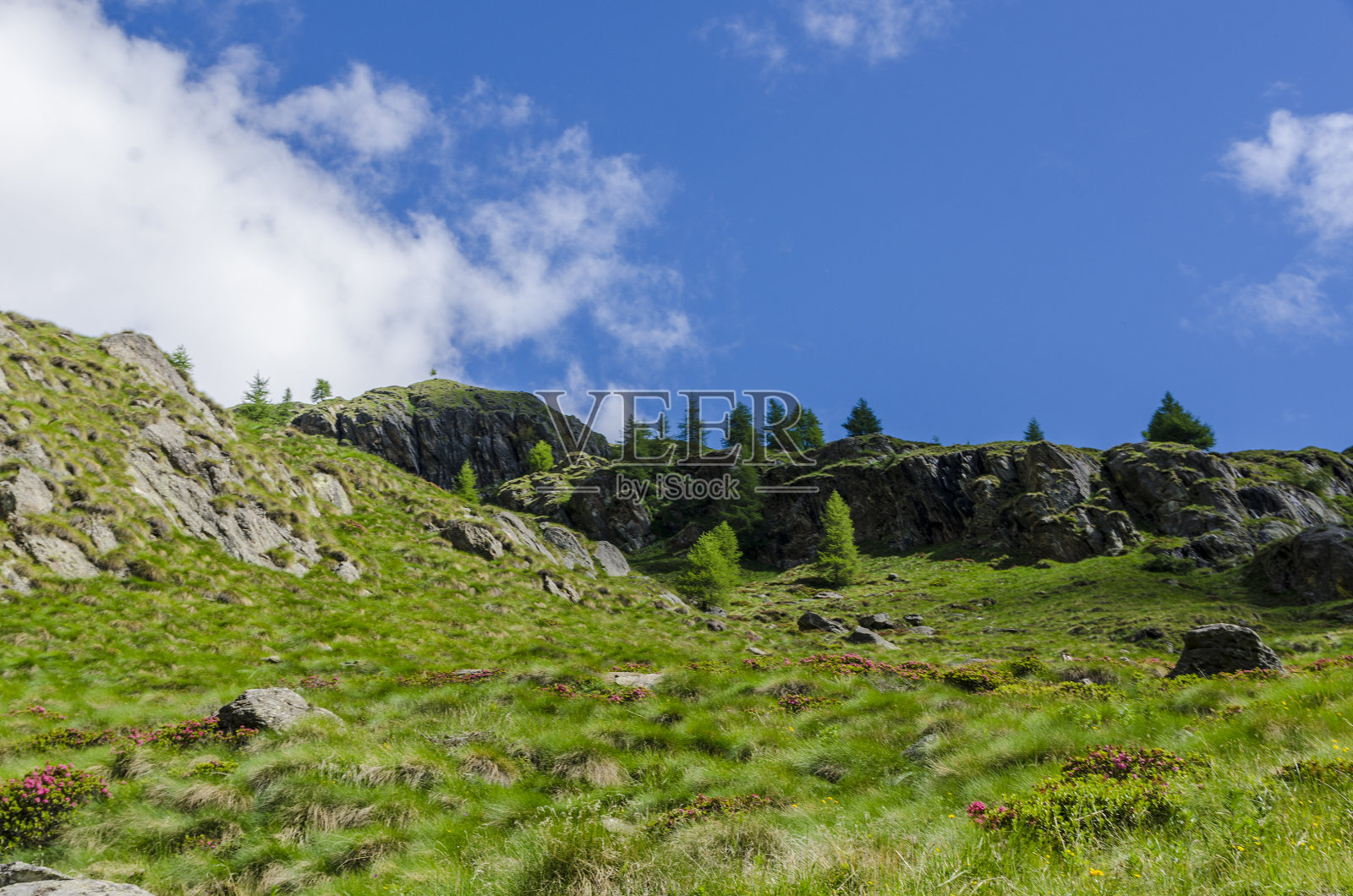 阿尔卑斯山山谷中的高山草甸和森林照片摄影图片