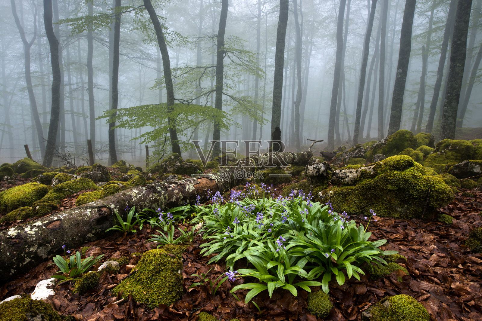 迷雾森林照片摄影图片