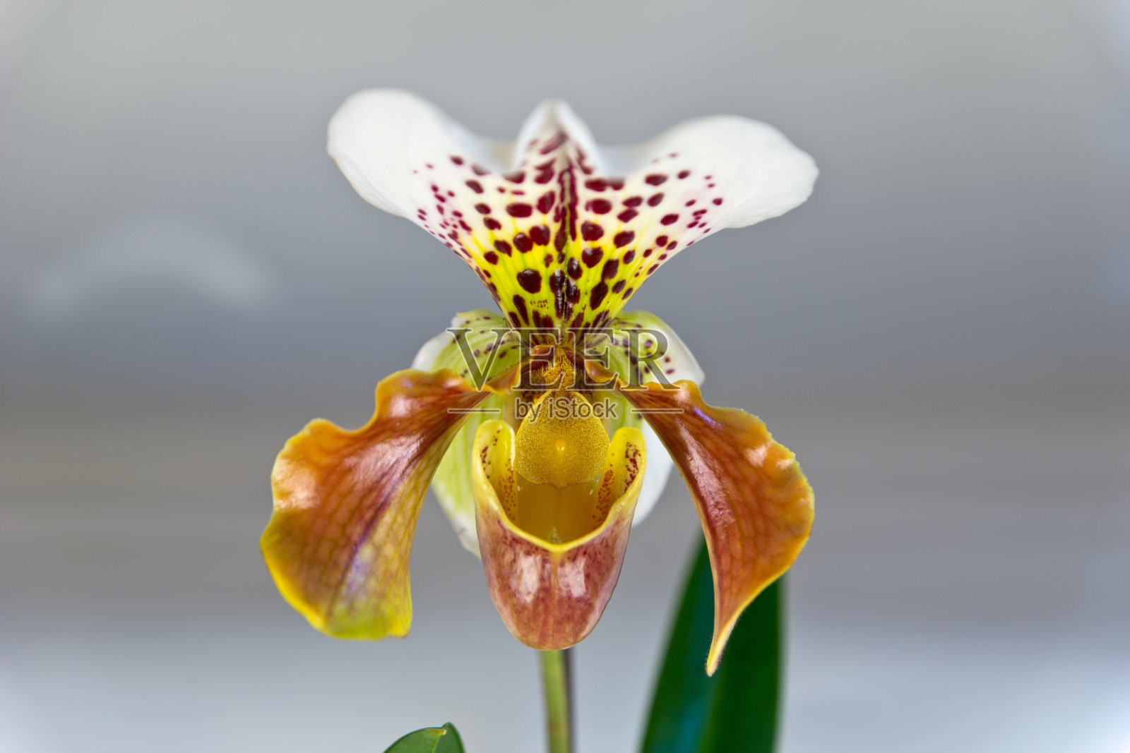 美丽Paphiopedilum照片摄影图片