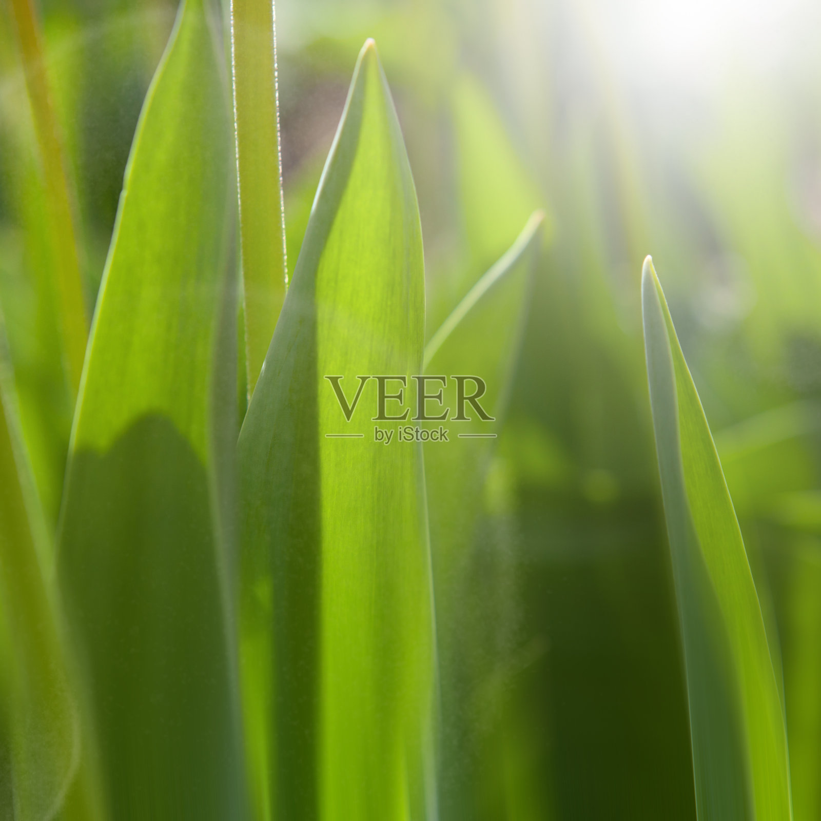 春天的梦想照片摄影图片