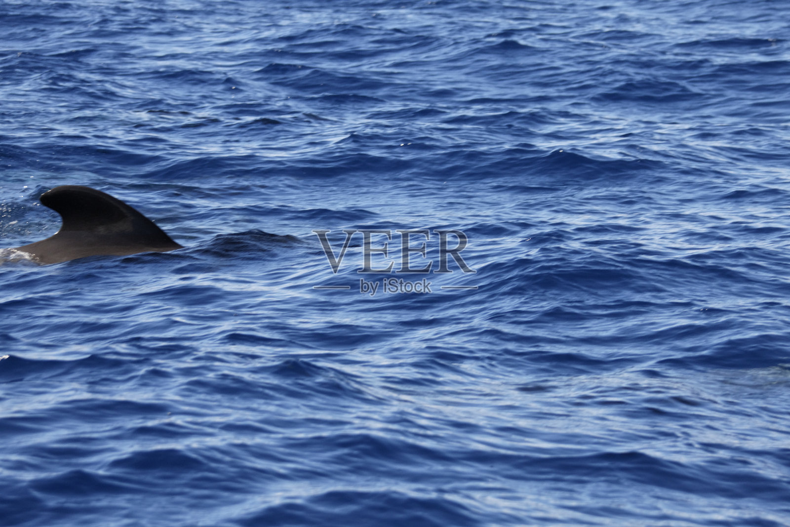 遇難照片摄影图片