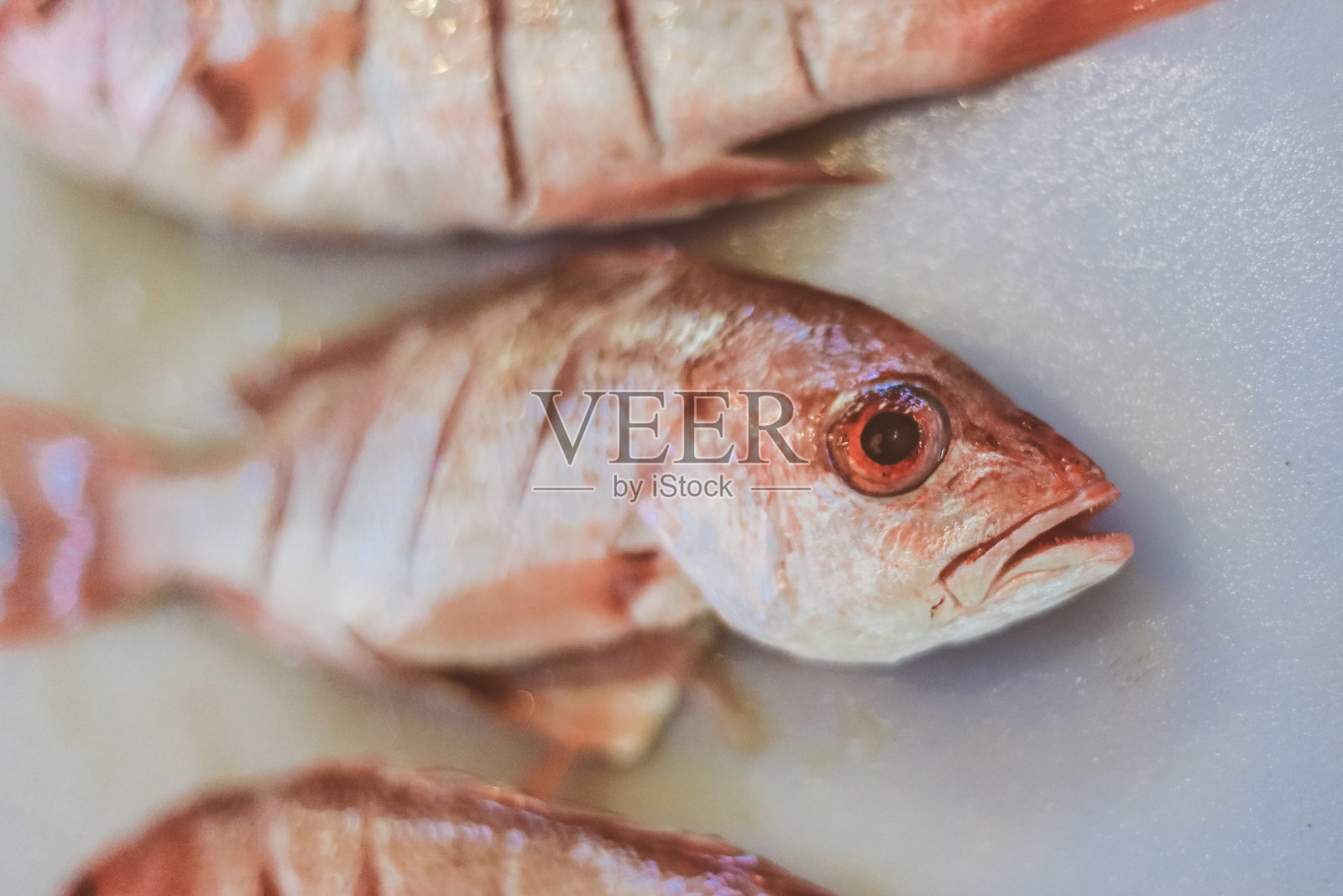 鱼照片摄影图片