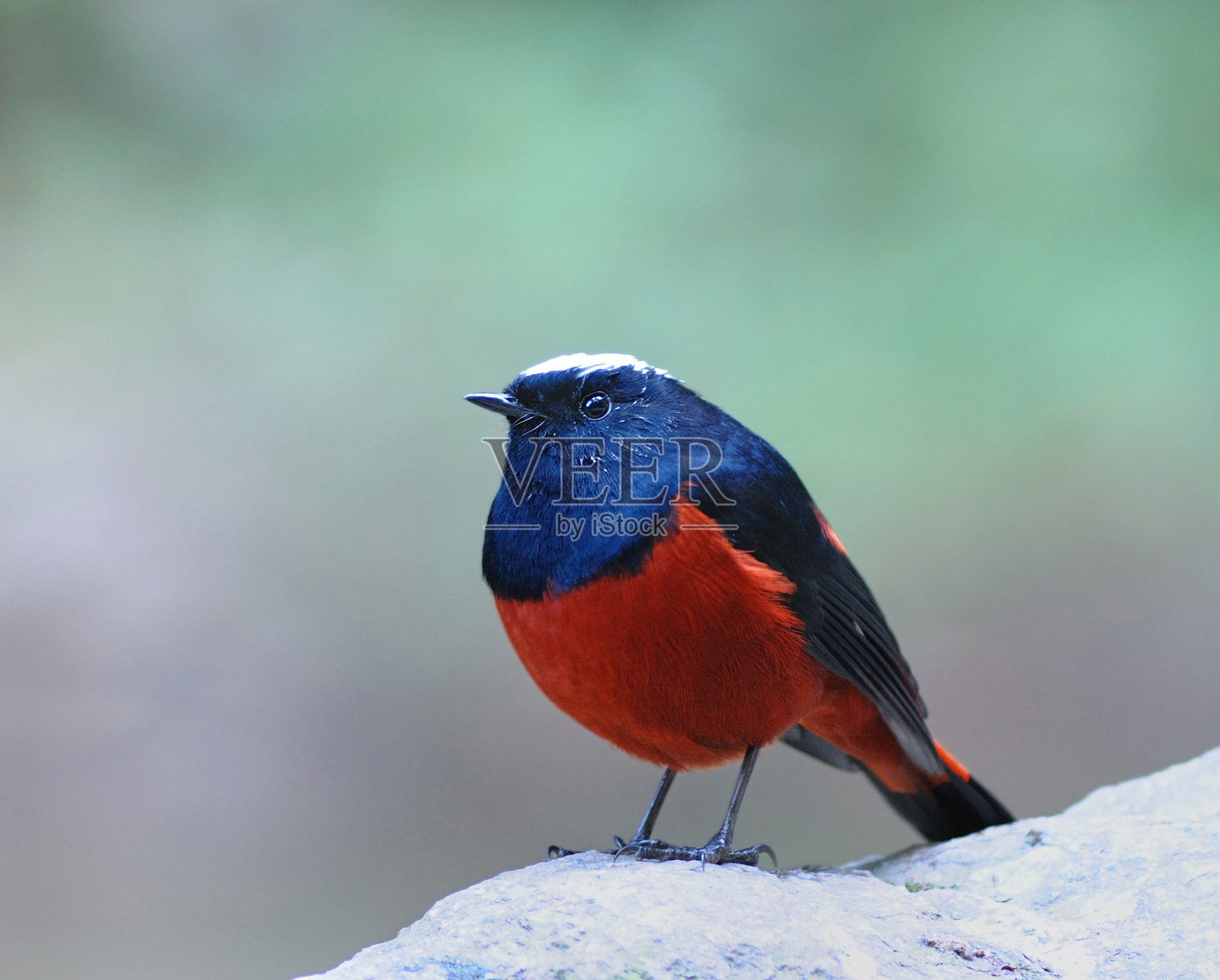 白头褐毛犀(白头红尾鸲/河聊)照片摄影图片