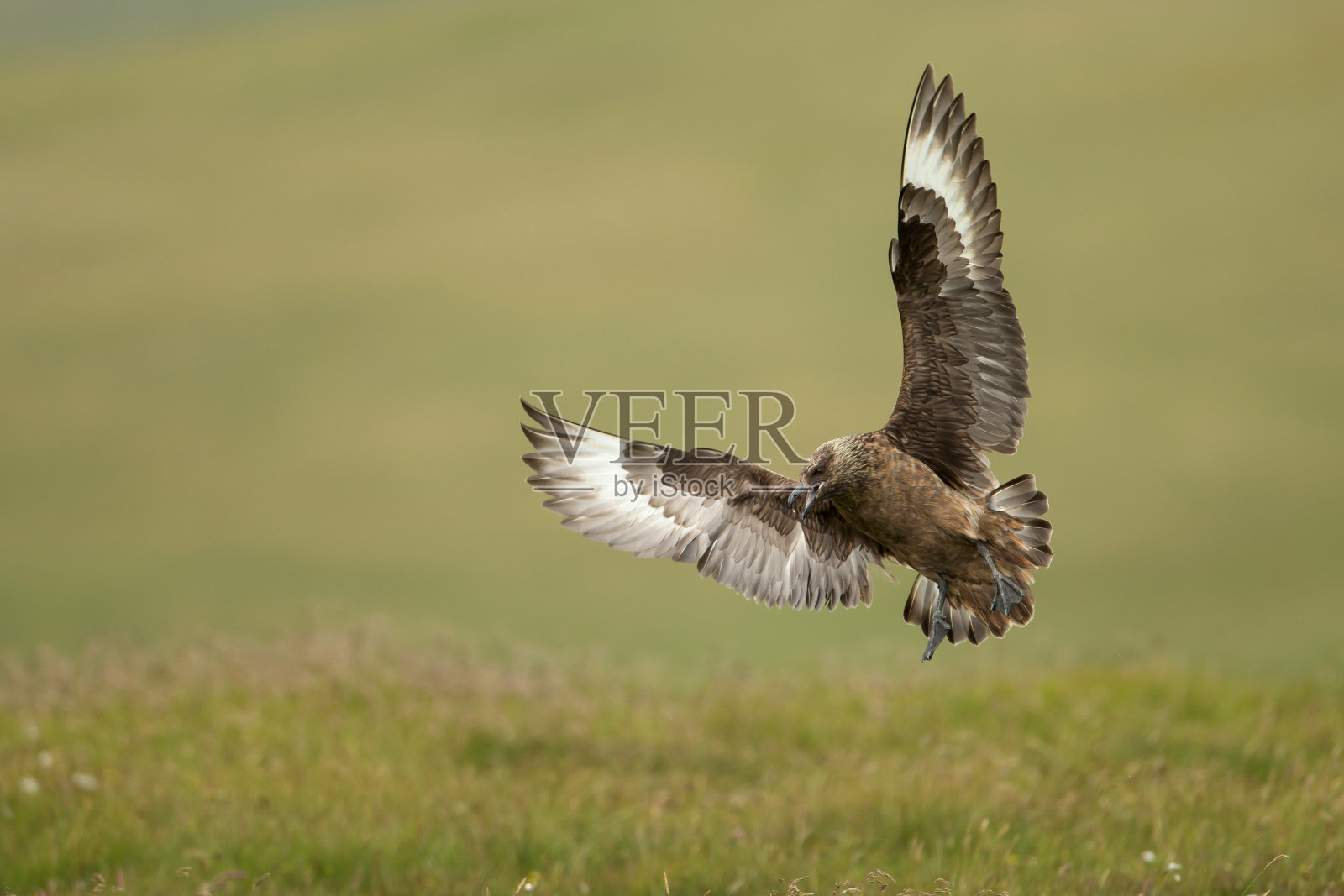 伟大的头骨照片摄影图片