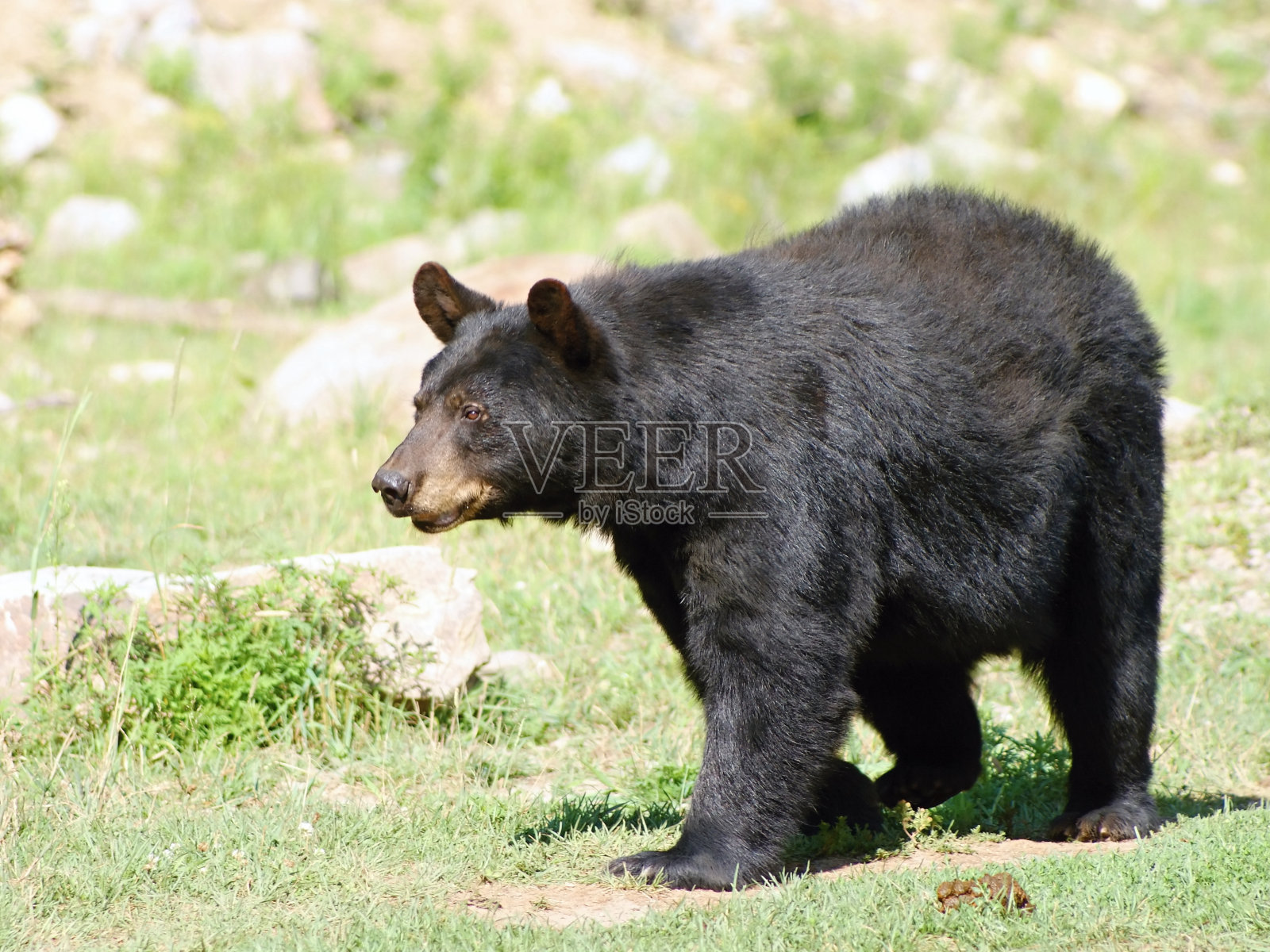 加拿大野生动物-黑熊照片摄影图片