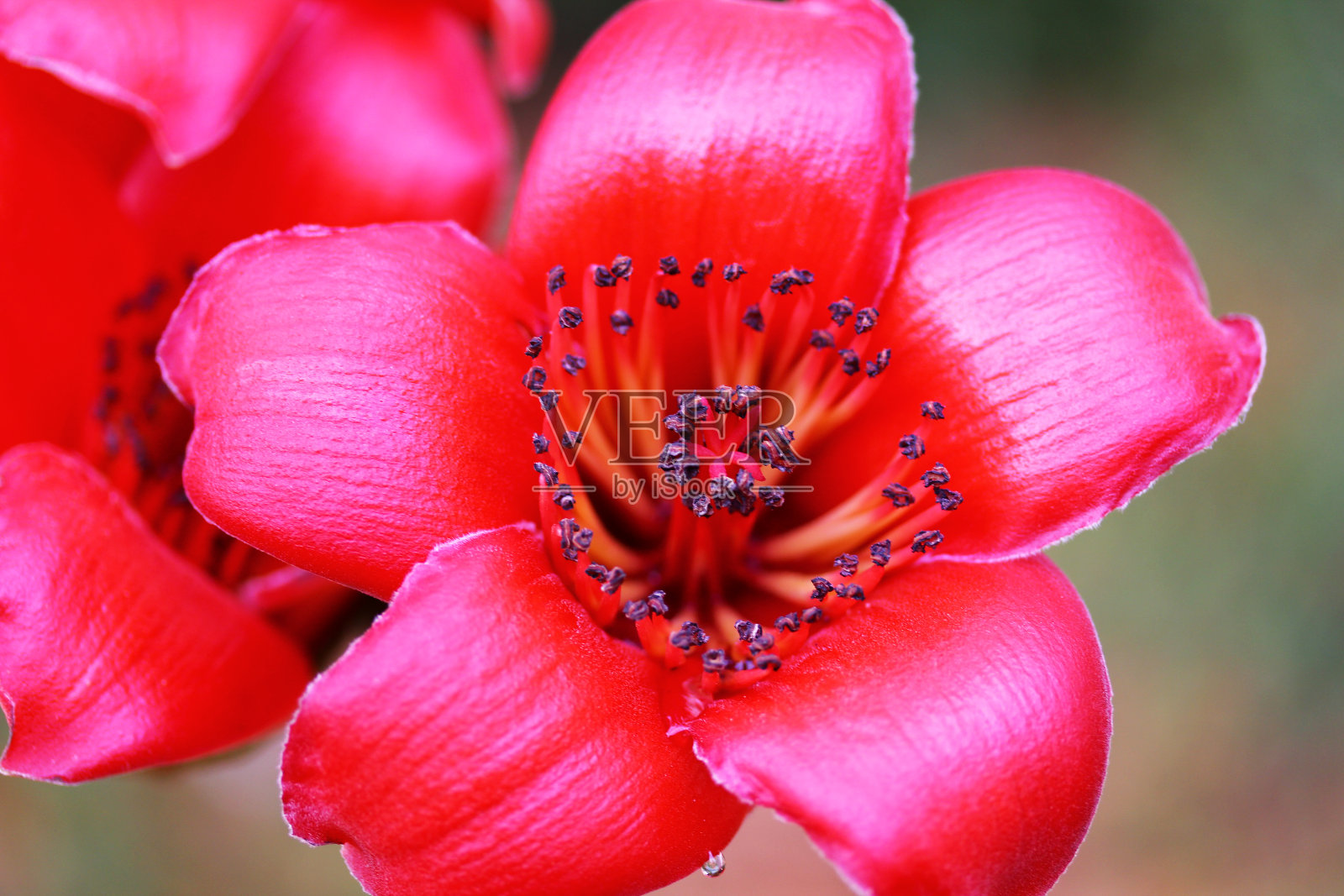 木棉照片摄影图片