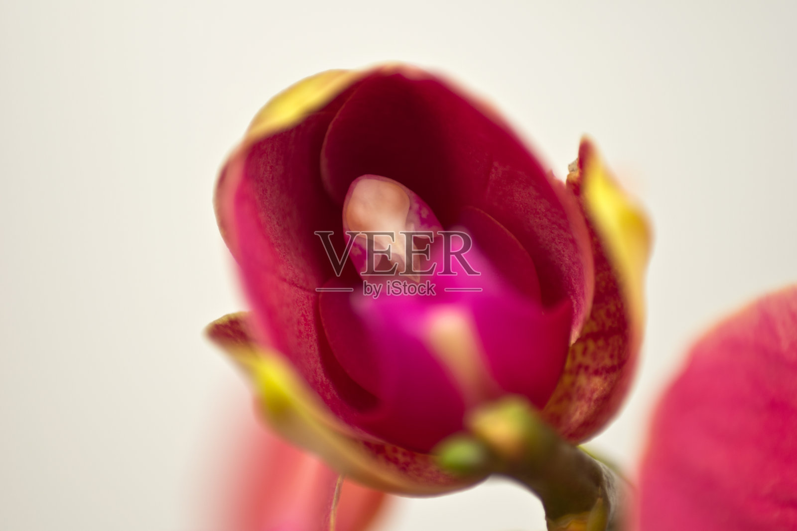 美丽的兰花照片摄影图片