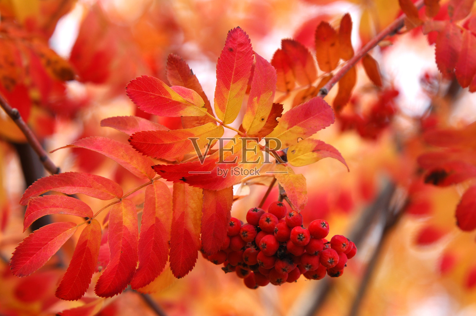 秋天的公园。后端。照片摄影图片