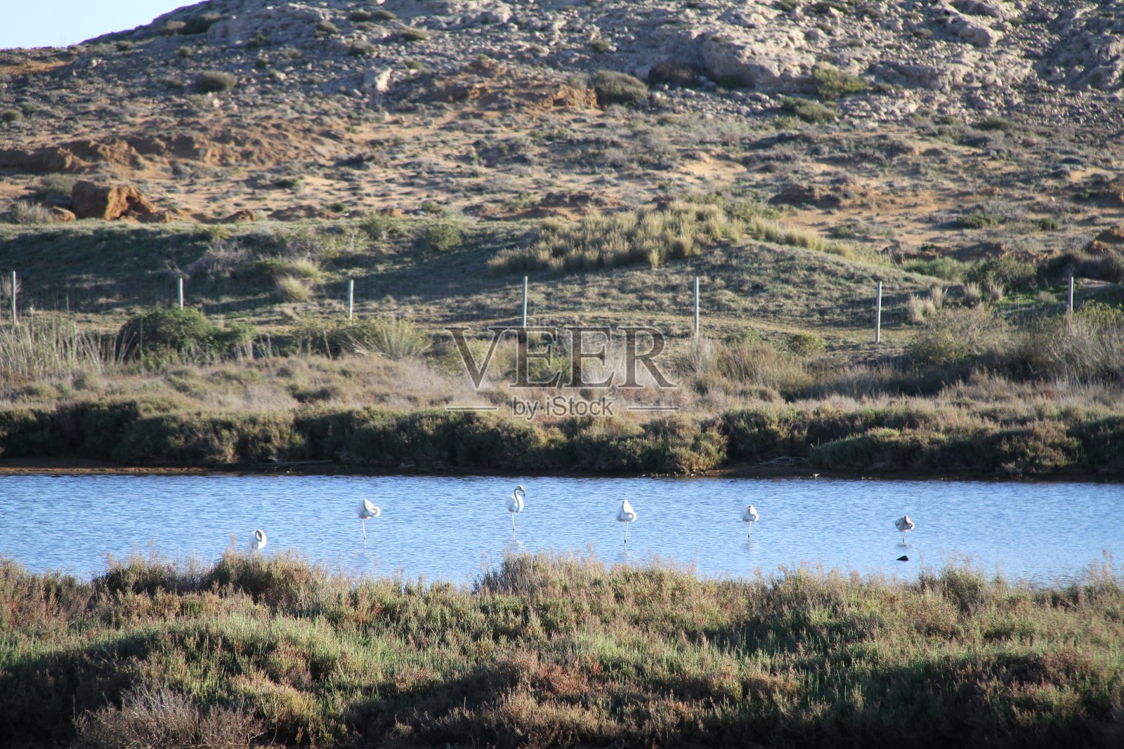 湖边的鸟照片摄影图片