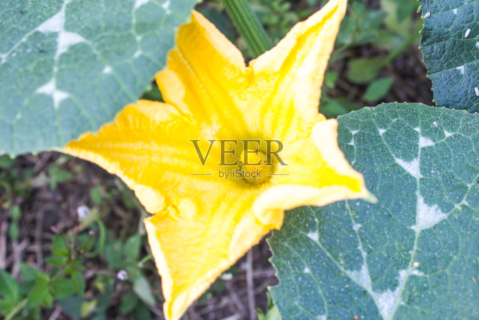 绿叶中的南瓜花照片摄影图片