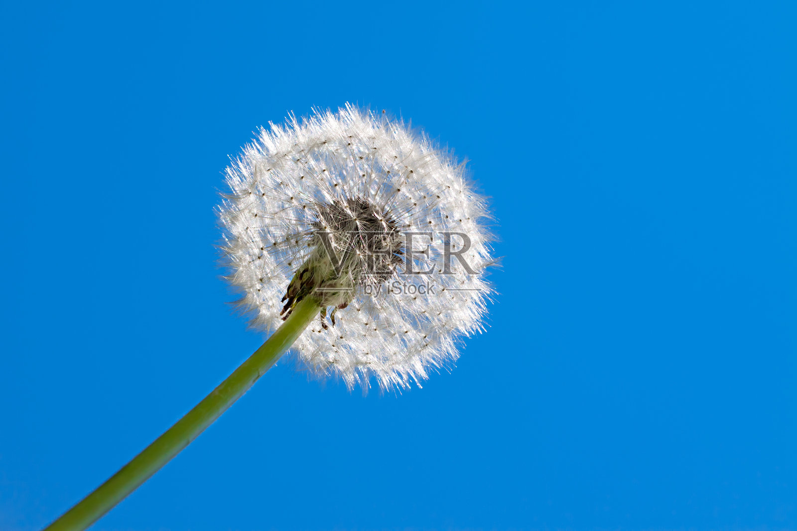 毛茸茸的白色蒲公英照片摄影图片