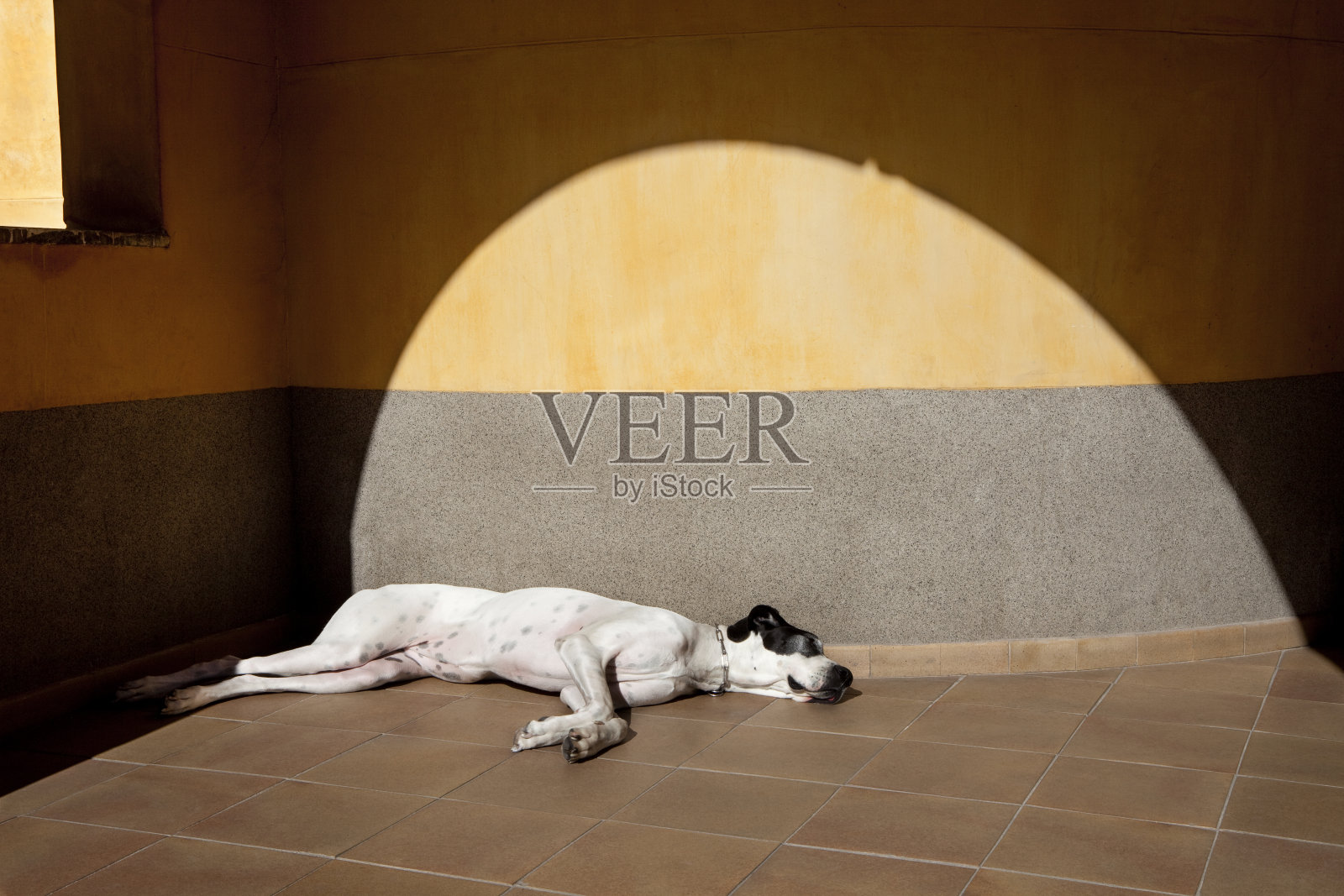 睡觉的狗照片摄影图片