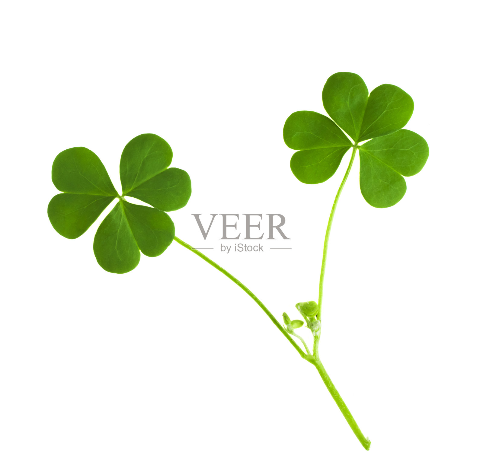 象征圣帕特里克节的绿色三叶草照片摄影图片