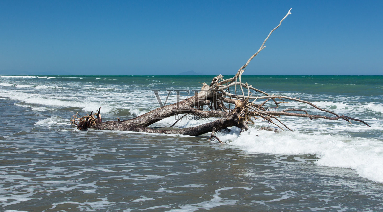 清洗老树照片摄影图片