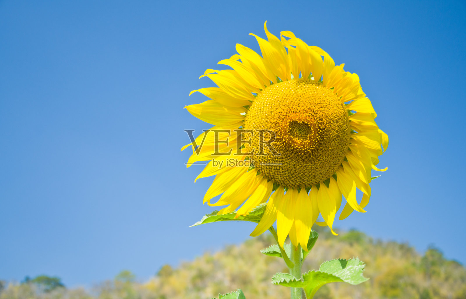 美丽的向日葵田照片摄影图片