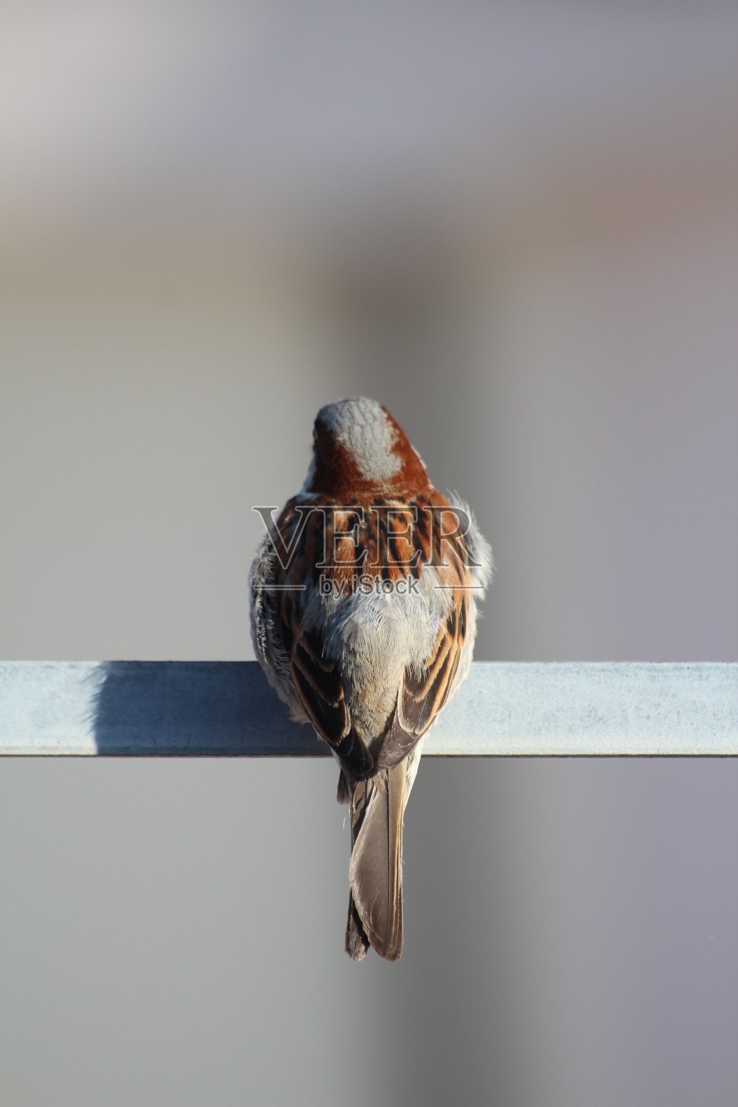 麻雀照片摄影图片
