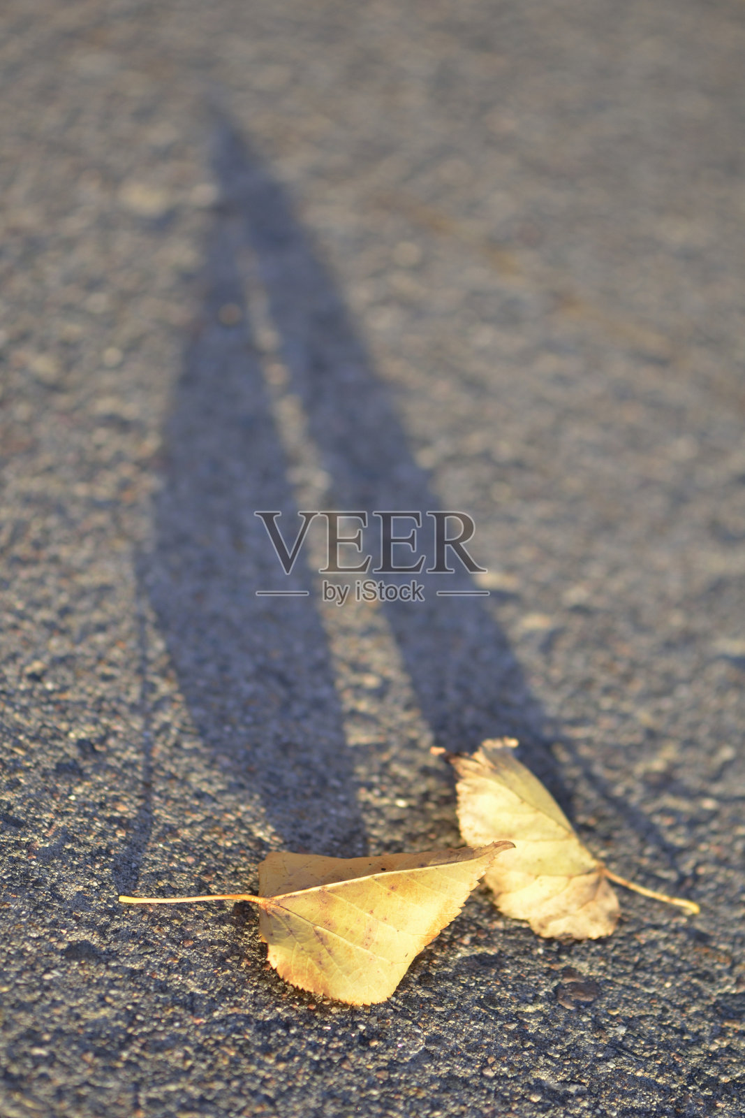 地上有两片黄黄的秋叶照片摄影图片