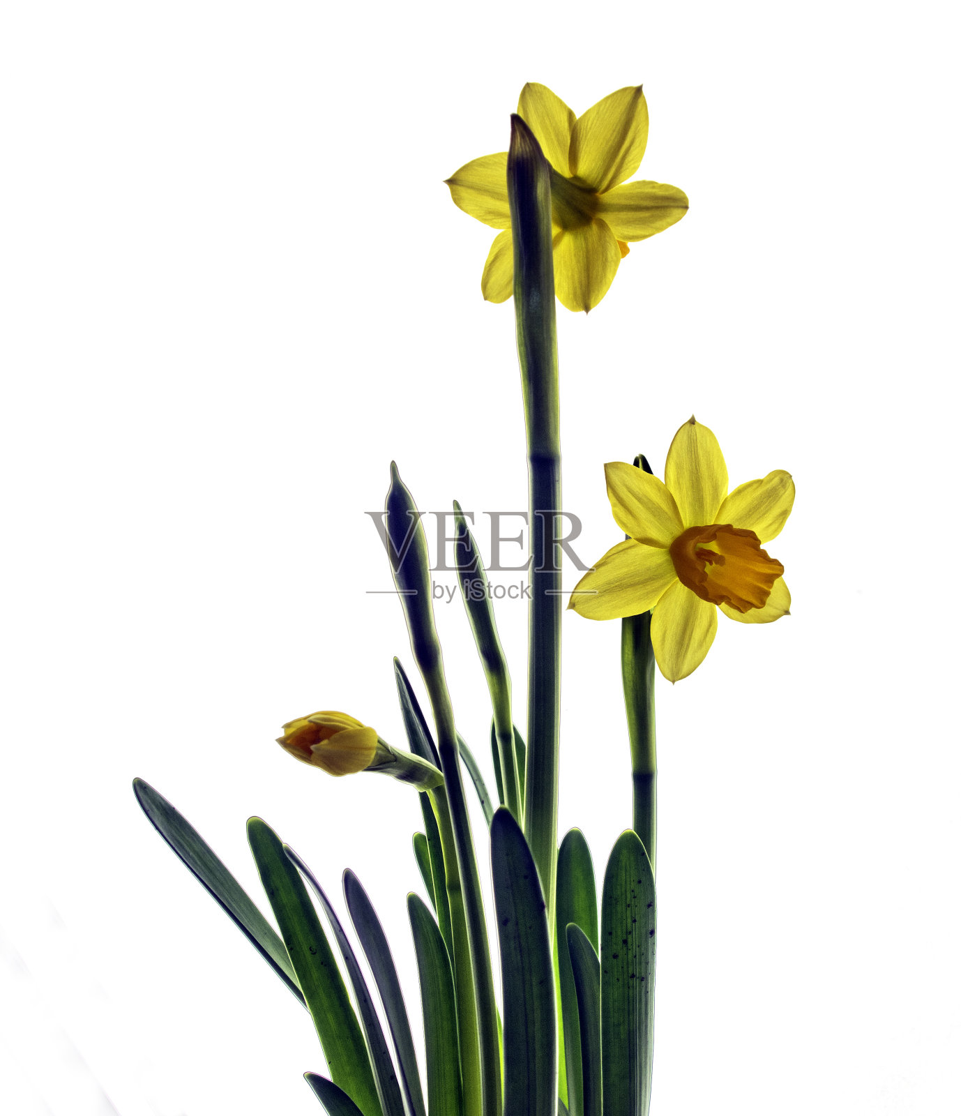 春天的水仙花照片摄影图片