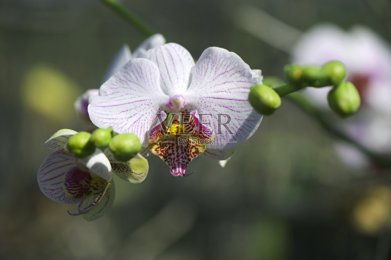 粉白兰花照片摄影图片