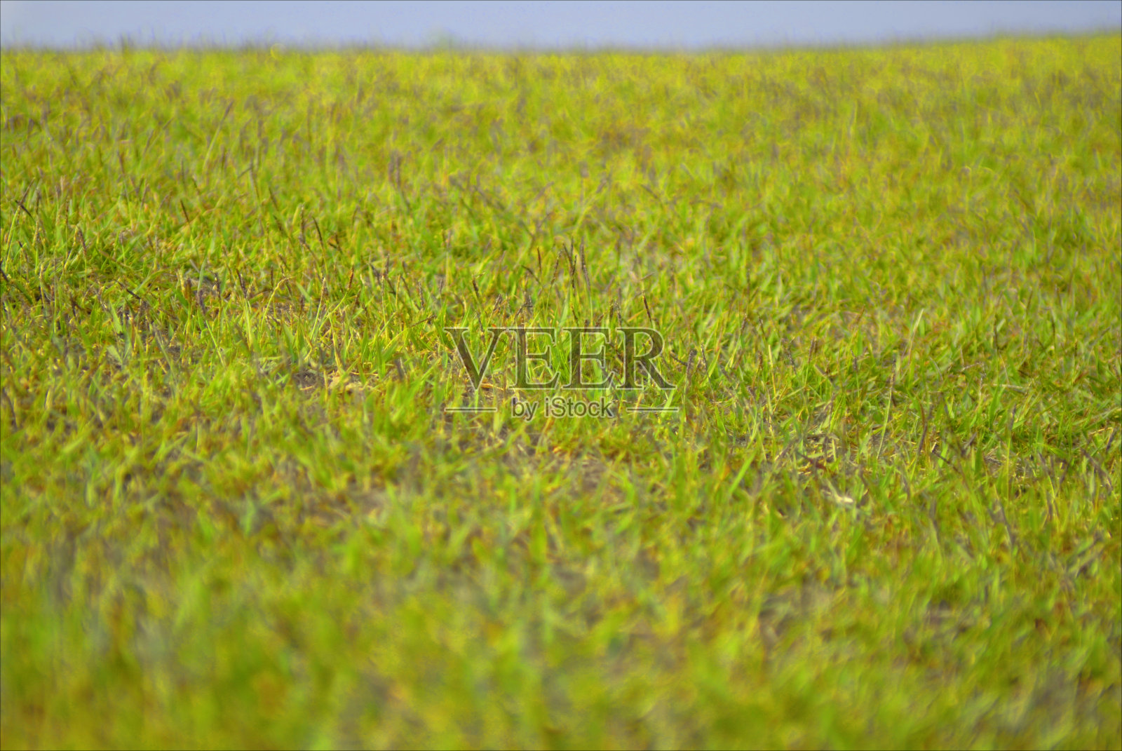 草照片摄影图片