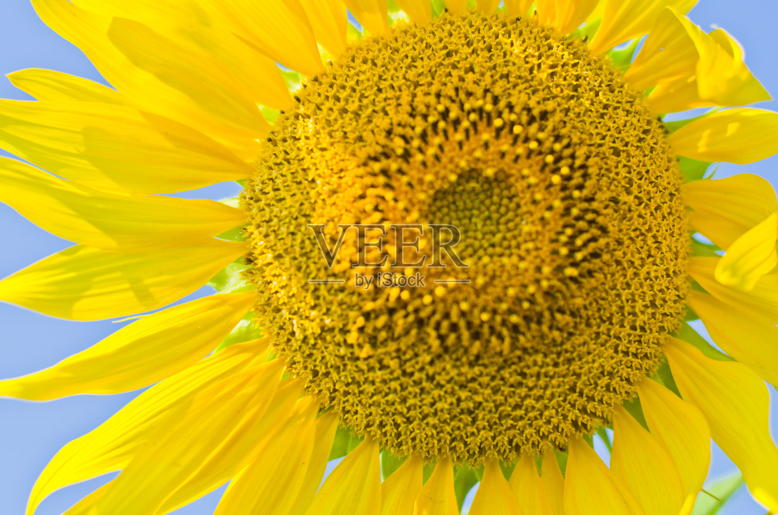 美丽的向日葵田照片摄影图片