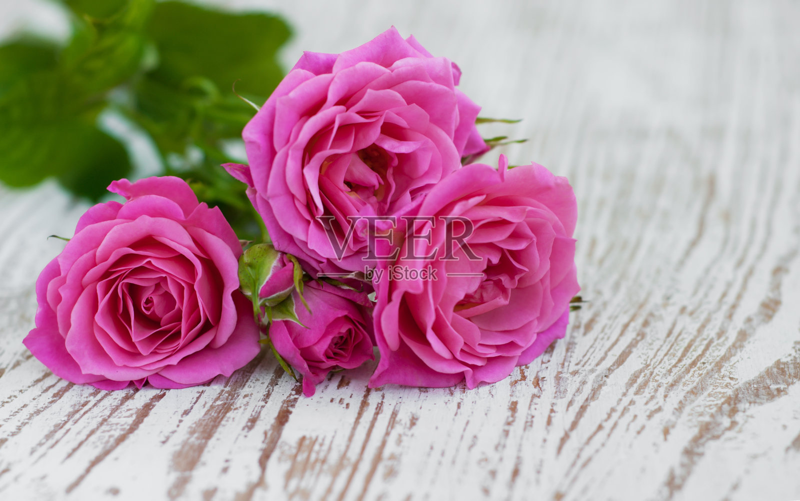 粉色的玫瑰照片摄影图片