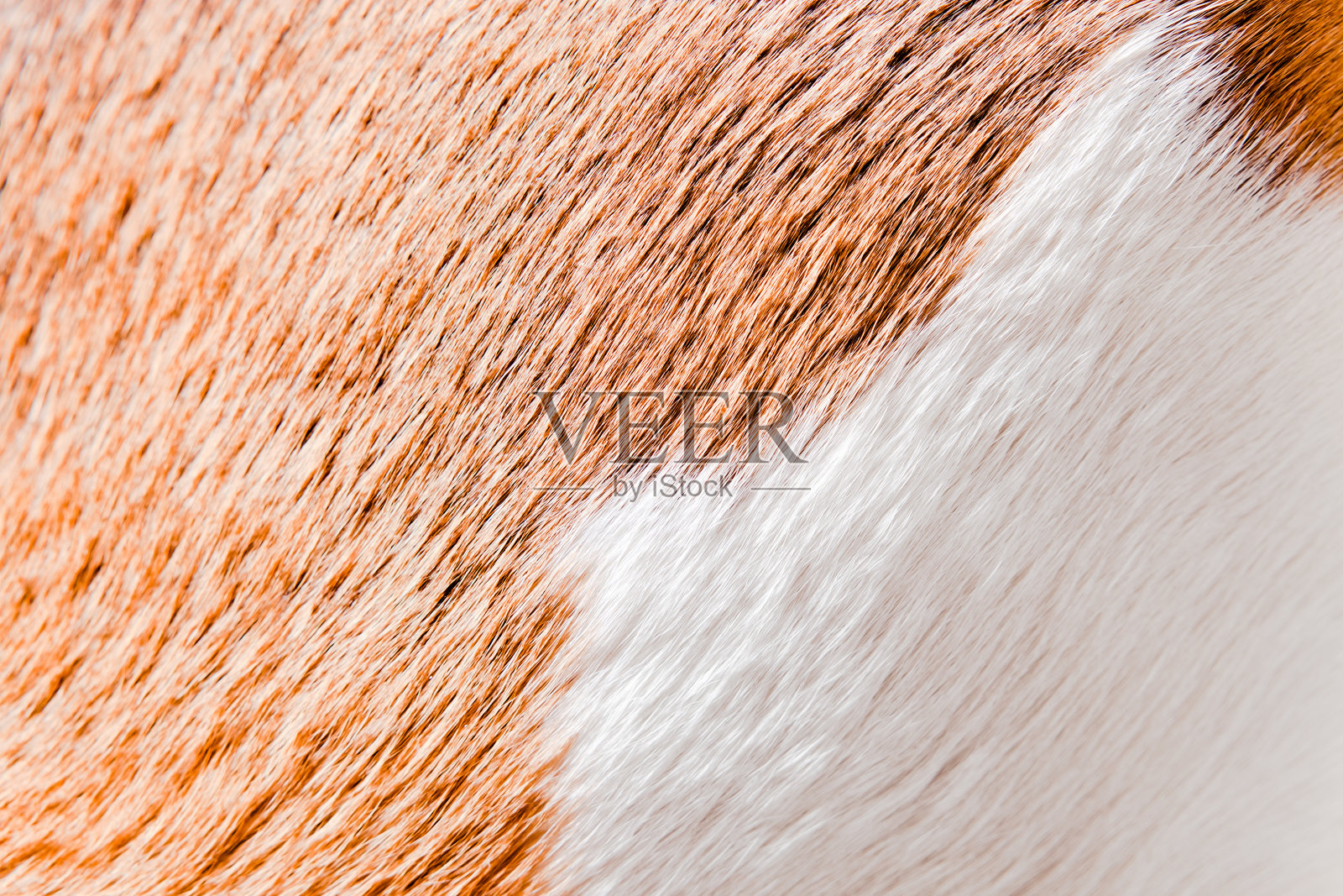 光滑毛发的健康皮肤(小猎犬)照片摄影图片