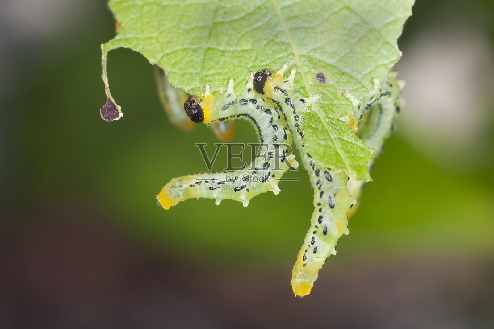 榛子锯蝇幼虫，以树叶为食照片摄影图片