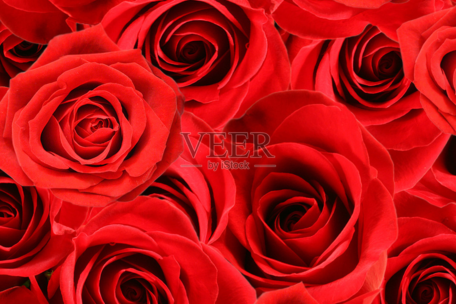 深玫瑰照片摄影图片