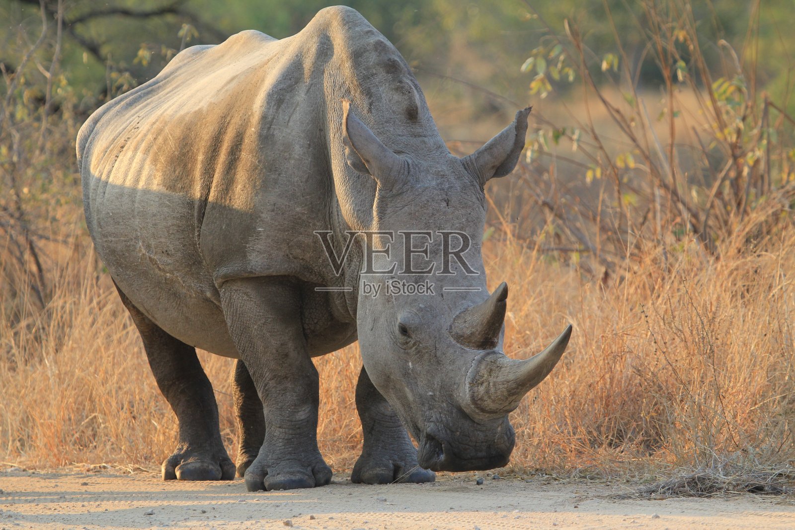 犀牛照片摄影图片