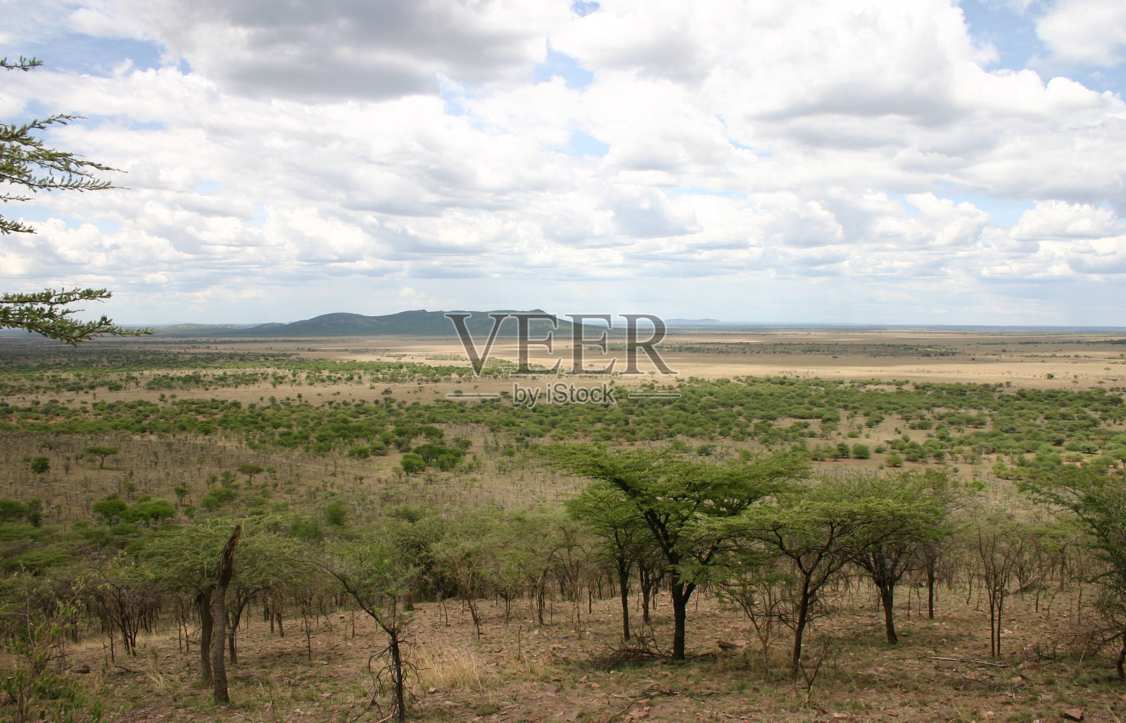 非洲大草原。塞伦盖蒂、坦桑尼亚、非洲照片摄影图片