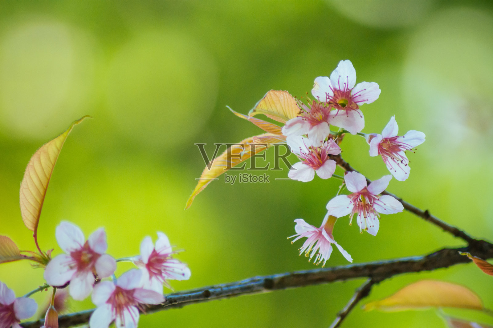 野生喜马拉雅樱桃照片摄影图片