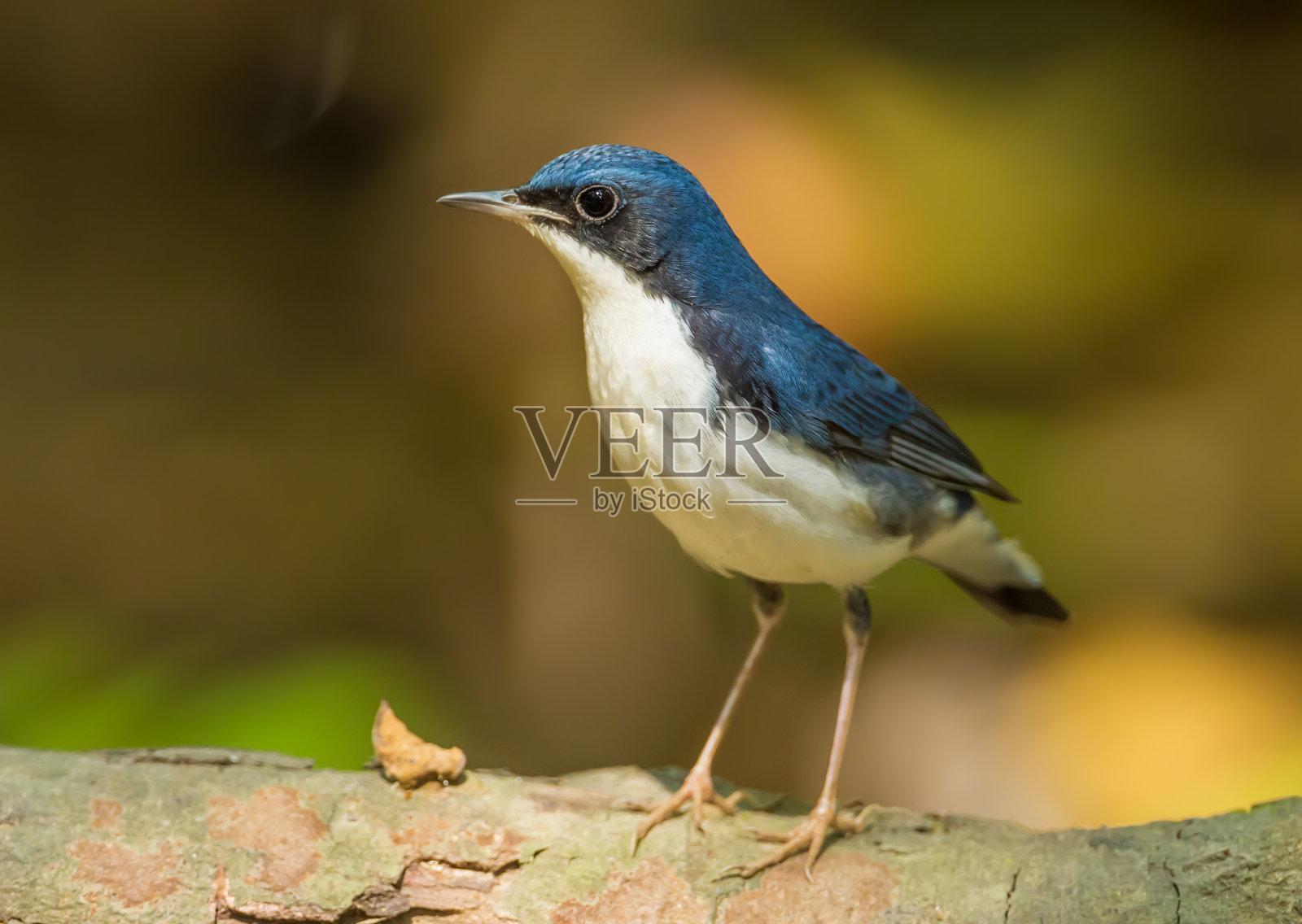 西伯利亚的蓝知更鸟照片摄影图片