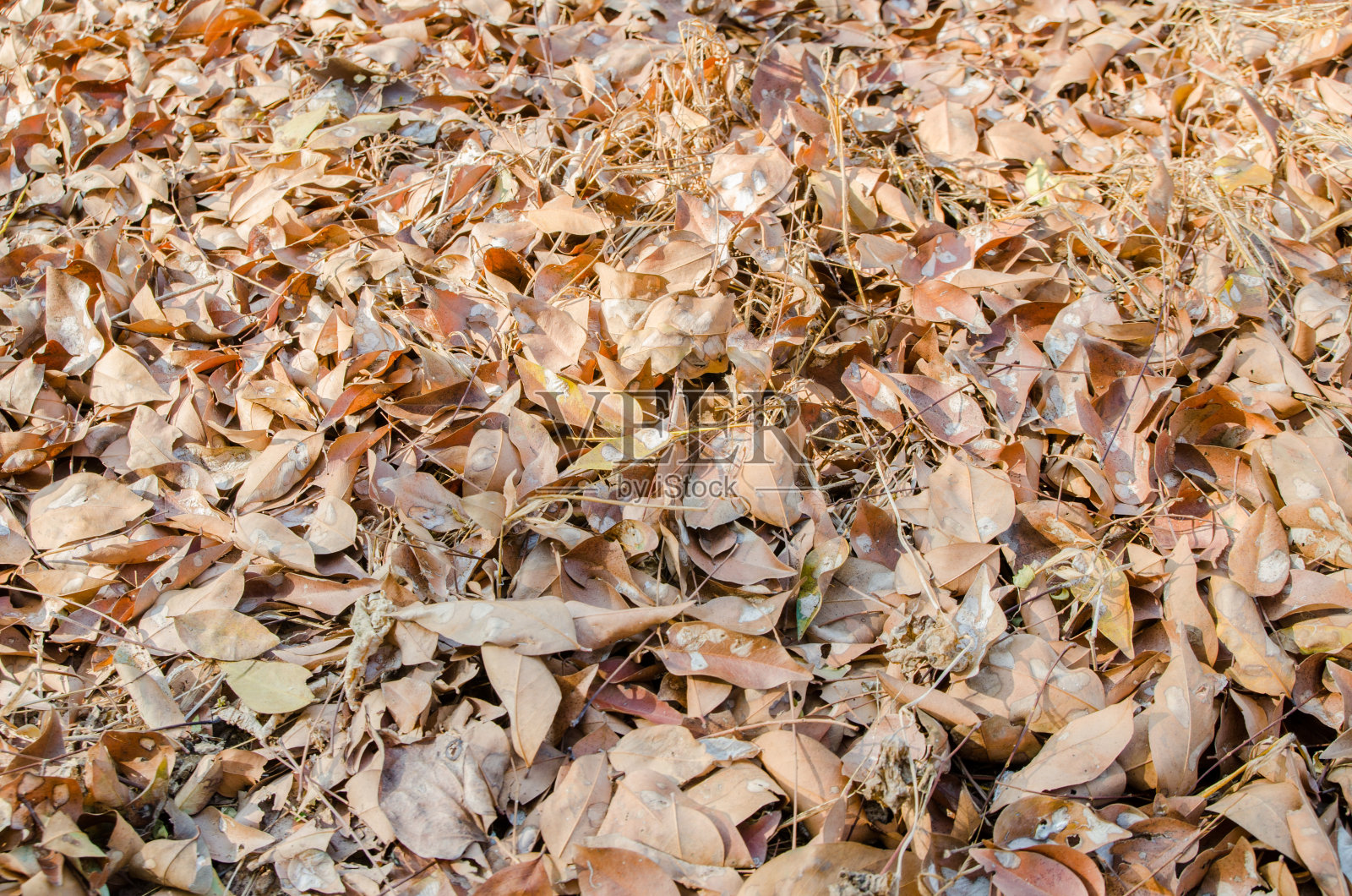 地板上的树叶照片摄影图片