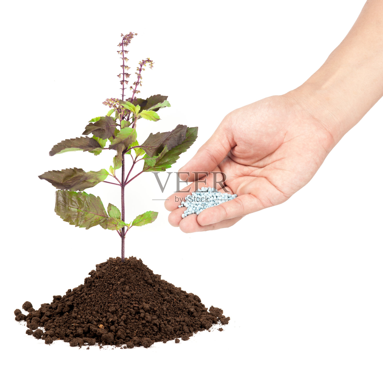 新鲜罗勒植物照片摄影图片